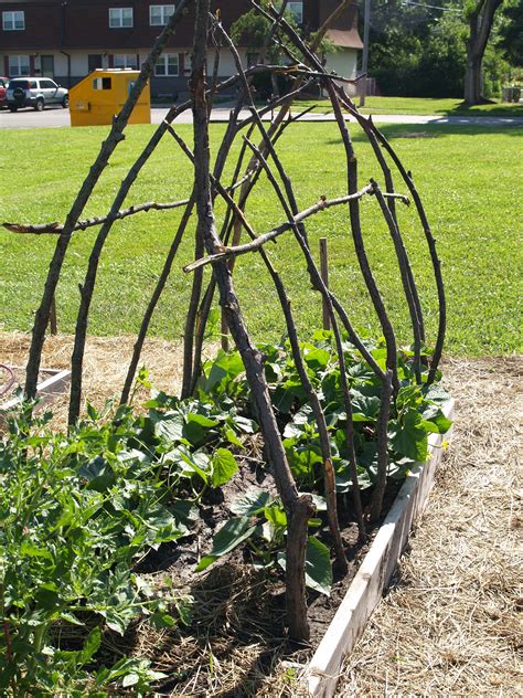 what a great trellis for beans