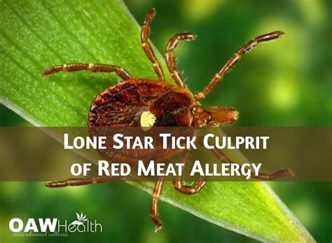 Lone Star Tick Culrpit of Red Meat Allergy