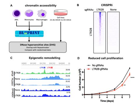 Endogenous retroviruses are a source of enhancers with oncogenic potential in acute myeloid ...