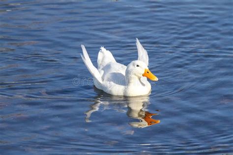 Malnourished Duck With Angel Wings Stock Image - Image: 36647327