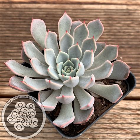 Echeveria Pink Zaragoza – Succulents Australia Sales