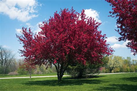 letter Example: Flowering Crab Tree Berries - Rudolph Crab Apple Trees ...