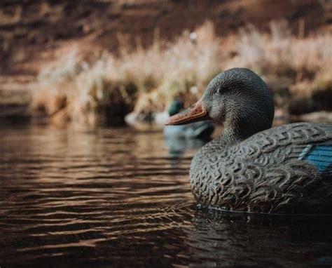 Preparing for Waterfowl Hunting Season - Project Upland