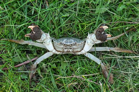 Chinese Mitten Crab | Norfolk Non-native Species Initiative