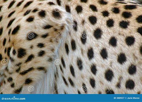 Cheetah Spots. stock image. Image of mammal, camouflage - 388927