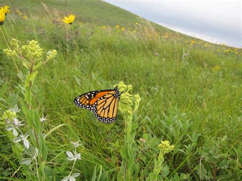 What Habitats do Butterflies Live in