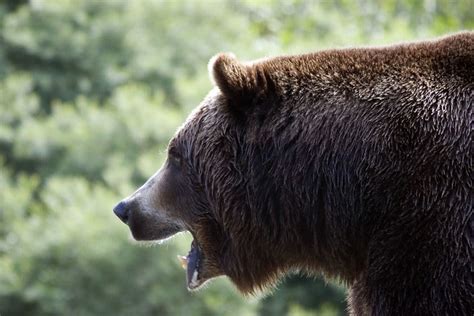 grizzly bear open mouth | Flickr - Photo Sharing!