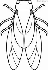 Life Cycle Of A Cicada Image Coloring Pages  Cool sketch template