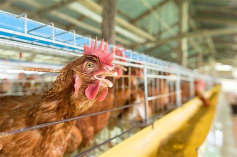 Unscrambling the facts of Australian egg farming - Vet Practice Magazine