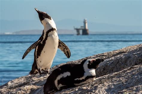 African Penguin Habitat