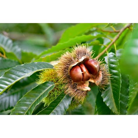 Chinese Chestnut Live Tree Seedling - Deciduous Tree, Native to China and Korea | No Shipping to ...