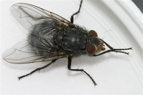 Large, blue-black, loud fly | The Backyard Arthropod Project