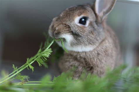 What to Feed Your Pet Rabbit | Rabbit Diet