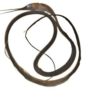 Slender snipe eel - Facts, Diet, Habitat & Pictures on Animalia.bio