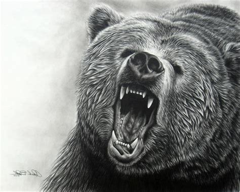 Realistic Bear Drawing at PaintingValley.com | Explore collection of Realistic Bear Drawing