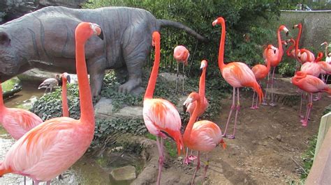 Flamingos at Charles Paddock Zoo - March 2020 - YouTube