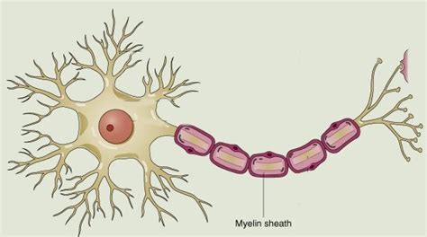 28 Proven Ways to Promote the Regeneration of Myelin — Optimal Living ...