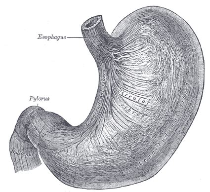 Anatomical Drawing of a stomach | Body part drawing, Stomach drawing, Stomach