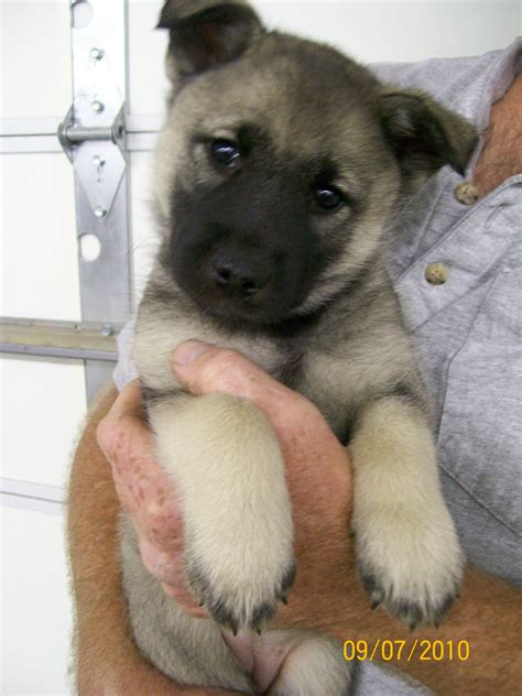 For The Love Of Norwegian Elkhounds: Norwegian Elkhound Puppies For ...