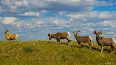 four rams are walking in the grass on a cloudy day with blue skies and ...