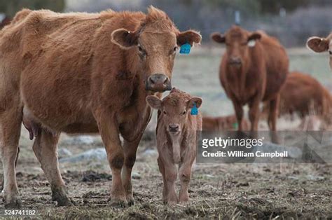 55 Gelbvieh Cattle Stock Photos, High-Res Pictures, and Images - Getty Images