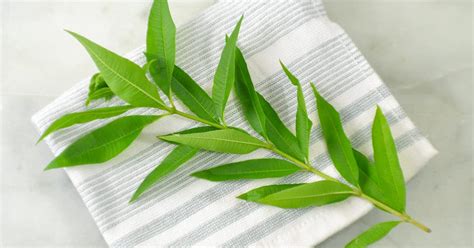 lemon verbena tea benefits-2 - Kami McBride