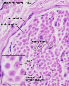 Blue Histology - Nervous Tissue Nursing Tips, Tissue Biology