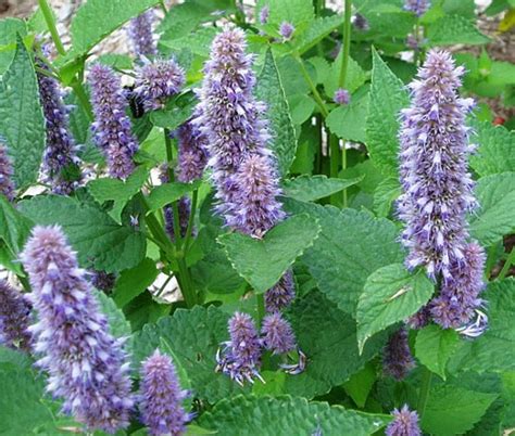 Anise Hyssop Blue Spike Agastache Foeniculum Seeds