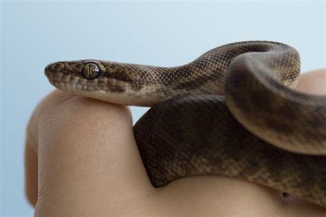 Children's Python Facts and Pictures | Reptile Fact