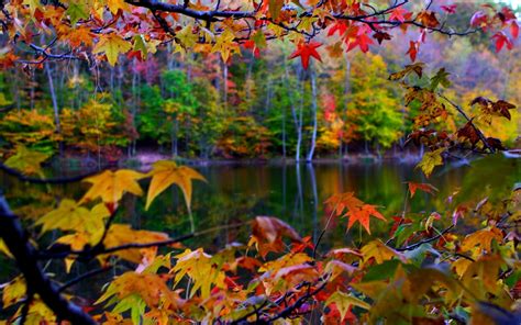 🔥 [74+] Fall Leaves Desktop Backgrounds | WallpaperSafari