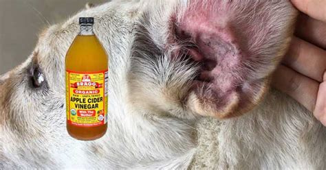 Apple Cider Vinegar For Dogs - Healthy Holistic Living