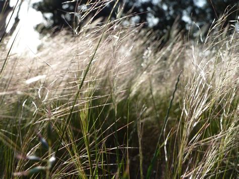 Austrostipa scabra | Rough Spear Grass | Native Australian Grasses