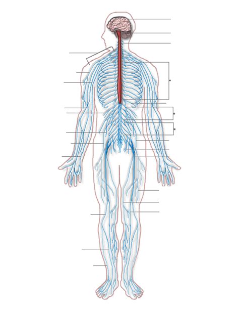 Nervous system diagram blank - /medical/anatomy/nervous_system/Nervous ...