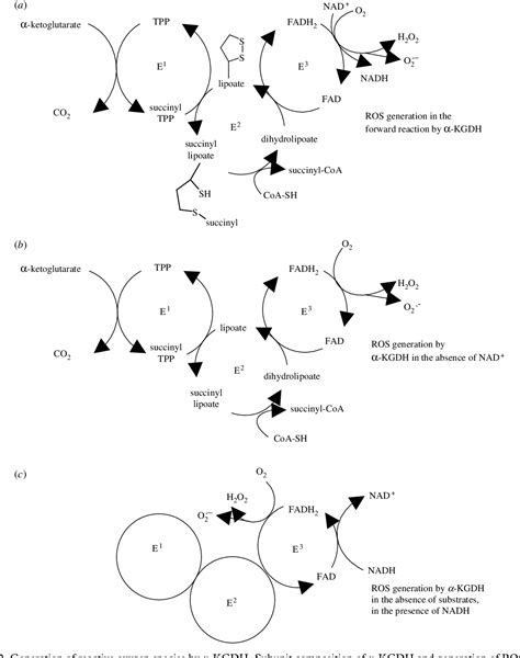 Alpha-ketoglutarate dehydrogenase: a target and generator of oxidative ...