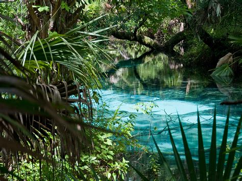 Ocala National Forest, a Florida National Forest located near Belleview ...