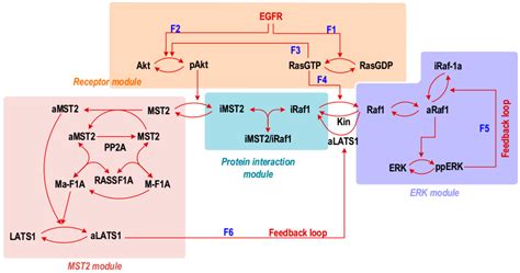 Genes | Special Issue : Hippo Signaling Pathway