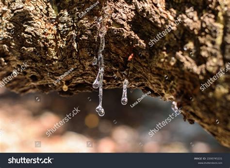 173 Mastika Tree Images, Stock Photos, 3D objects, & Vectors | Shutterstock