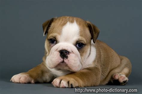 Bulldog puppy - photo/picture definition at Photo Dictionary - Bulldog ...