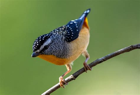 Spotted Pardalote