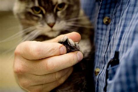 Why San Francisco needs to ban cat declawing