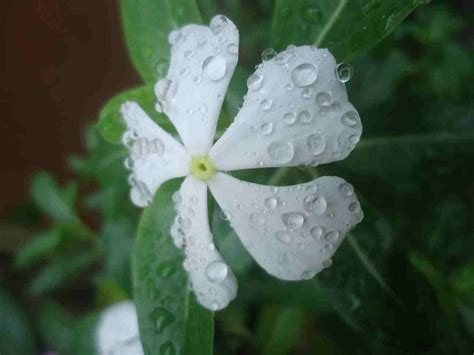 BUNGA SEPATU PUTIH MENYUSUP - Rumah Daun Muda