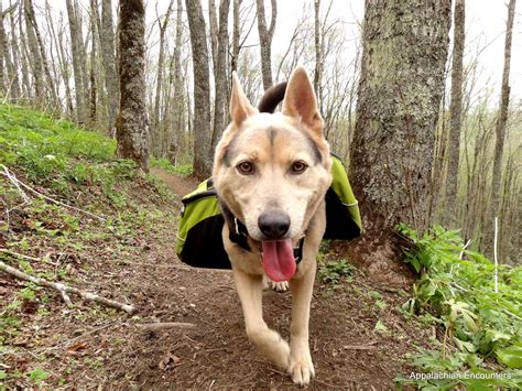 15 Best Dog Breeds for Hiking Buddies - OutwardOn.com