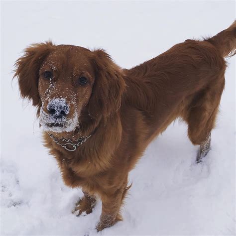 Irish setter golden retriever mix 10 months old. Loves the snow! : r/irishsetter