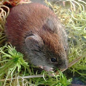 Red backed vole - Alchetron, The Free Social Encyclopedia