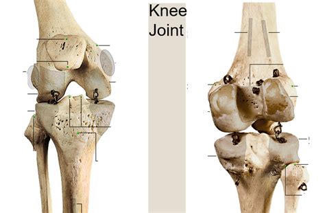 Knee Joint (Anatomy) Diagram | Quizlet