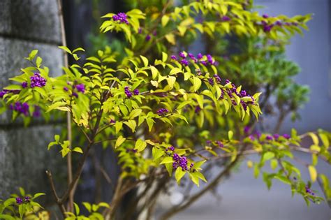 Beautyberry Shrub: Plant Care & Growing Guide