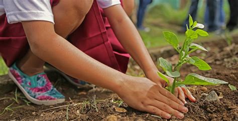 Children starting school in Belgrade to plant their own tree