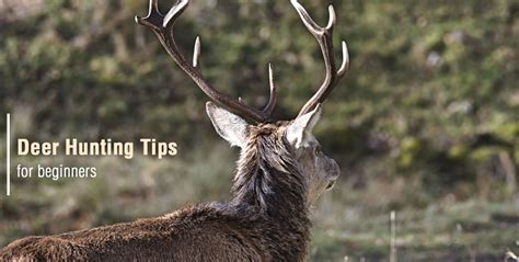 Deer Hunting Tips for Beginners : Learn the Best Way to Hunt Deers