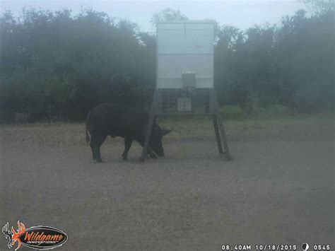 Where to hunt feral pigs? | Michigan Sportsman Forum