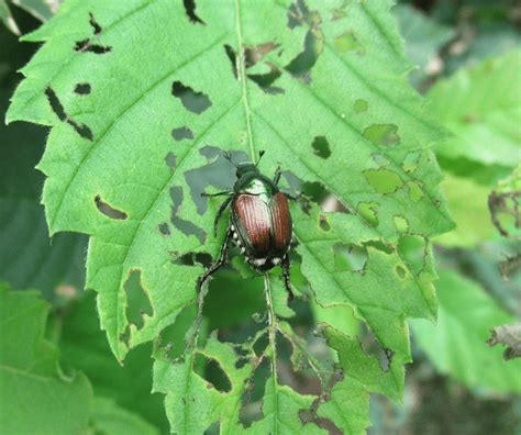 How Do I Get Rid of Japanese Beetles in my Yard?